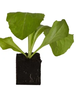 Dehner Kohl- & Salatpflanzen > Salatherzen, lausresistent, , 6er Schale