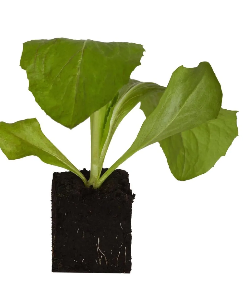 Dehner Kohl- & Salatpflanzen > Salatherzen, lausresistent, , 6er Schale