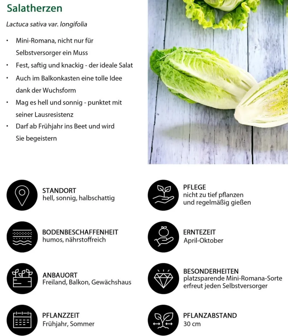 Dehner Kohl- & Salatpflanzen > Salatherzen, lausresistent, , 6er Schale