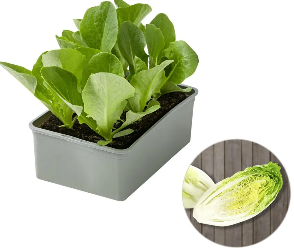 Dehner Kohl- & Salatpflanzen > Salatherzen, lausresistent, , 6er Schale