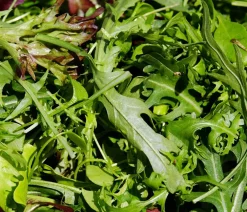 Dehner Salatmischung Asia-Leaf, 20er Schale Grün Best