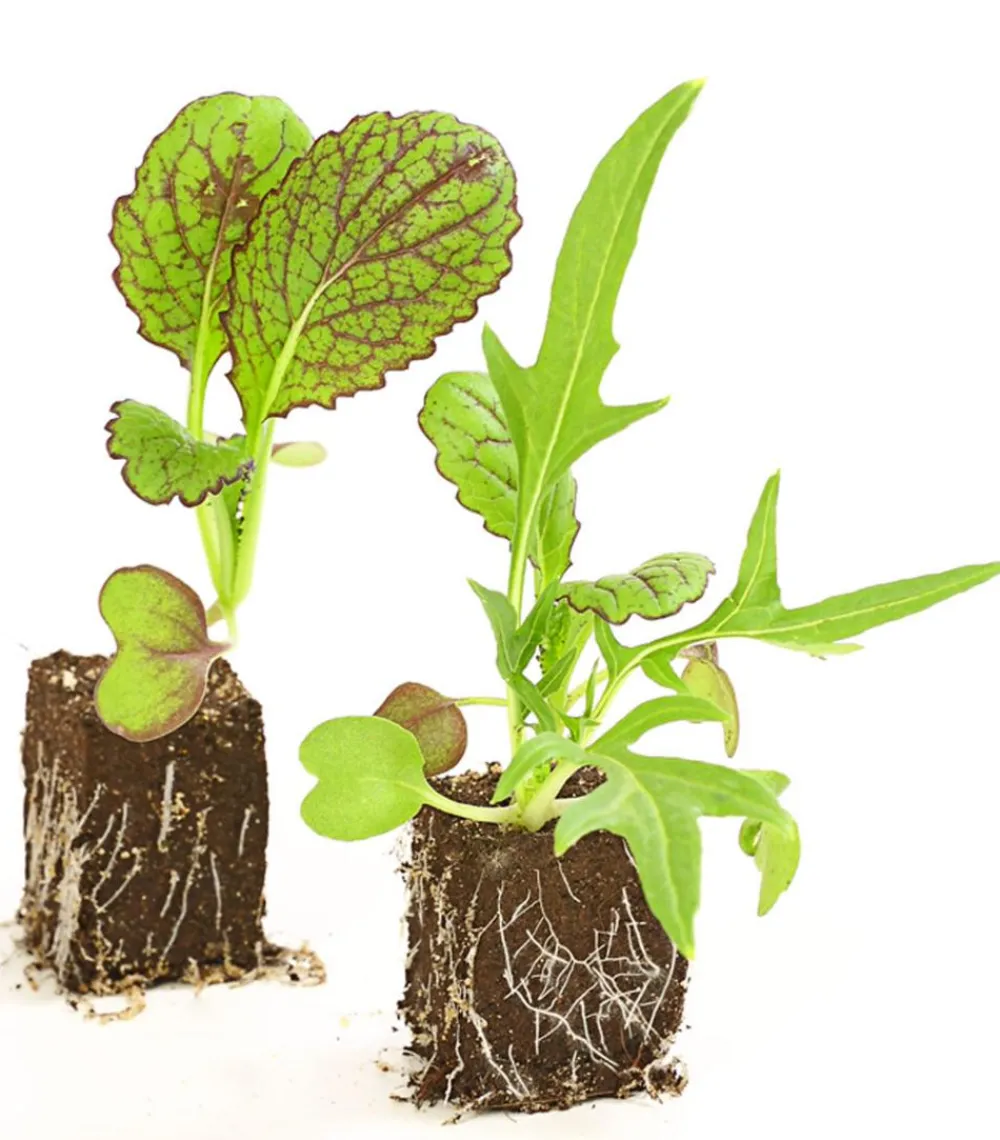 Dehner Salatmischung Asia-Leaf, 20er Schale Grün Best