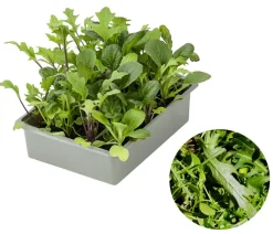 Dehner Salatmischung Asia-Leaf, 20er Schale Grün Best