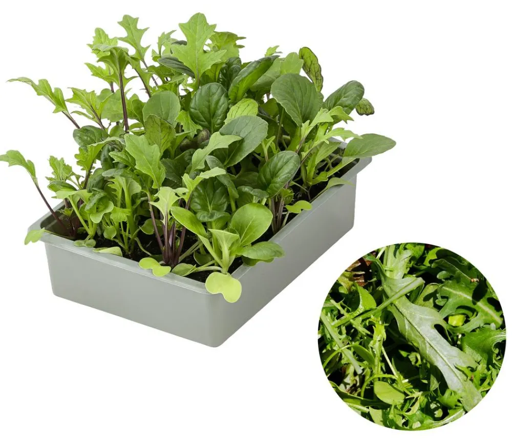Dehner Salatmischung Asia-Leaf, 20er Schale Grün Best