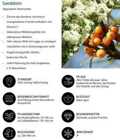 Dehner Natura Premium Laubgehölze|Vogelschutzhecken > Sanddorn