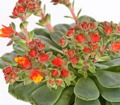 Dehner Sukkulenten > Sandglöckchen - Echeveria cultivars 'Dondo'