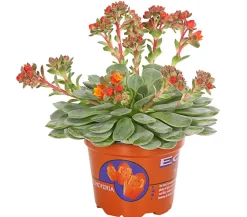 Dehner Sukkulenten > Sandglöckchen - Echeveria cultivars 'Dondo'