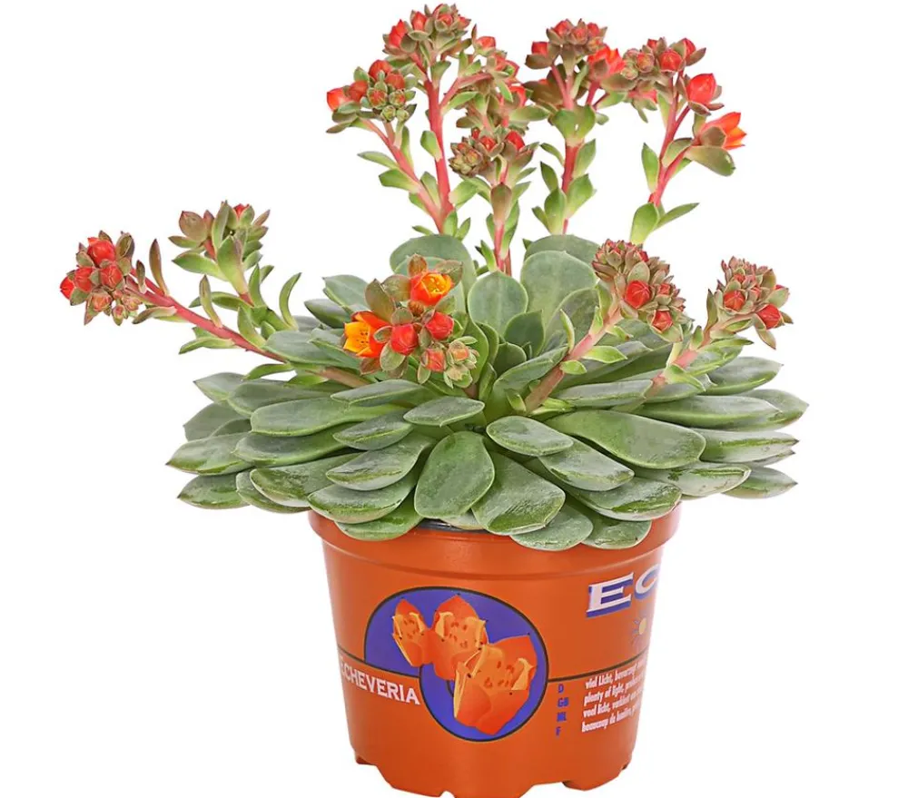 Dehner Sukkulenten > Sandglöckchen - Echeveria cultivars 'Dondo'