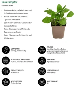 Dehner Sauerampfer Grün Sale