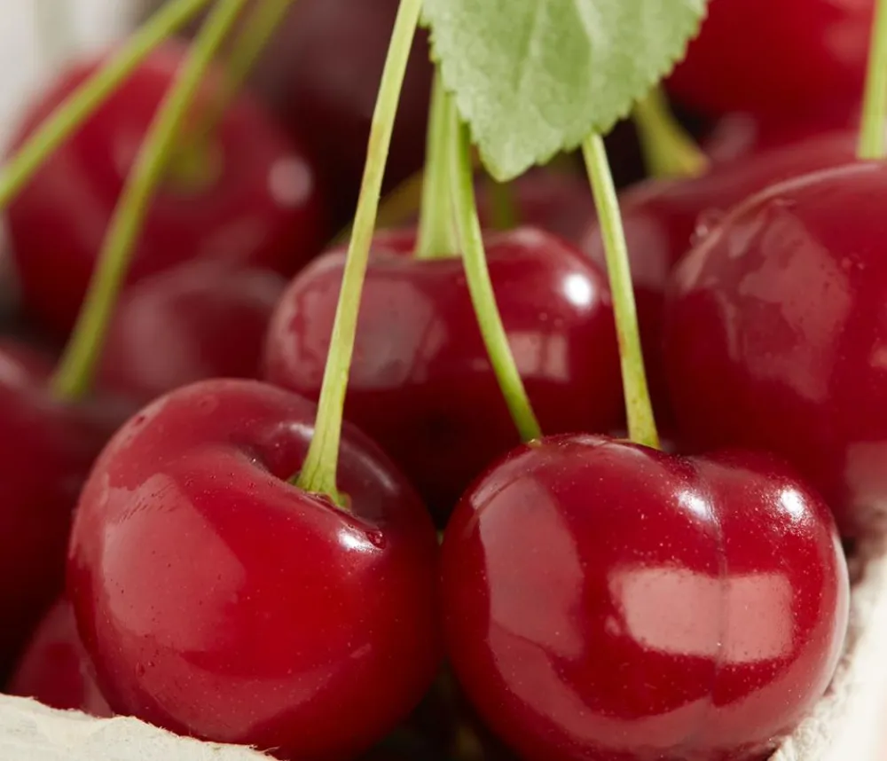Dehner Obstbäume|Kirschbäume - Sauerkirsche 'Achat' Dunkelrot
