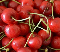 Dehner Obstbäume|Kirschbäume > Sauerkirsche 'Morellenfeuer'