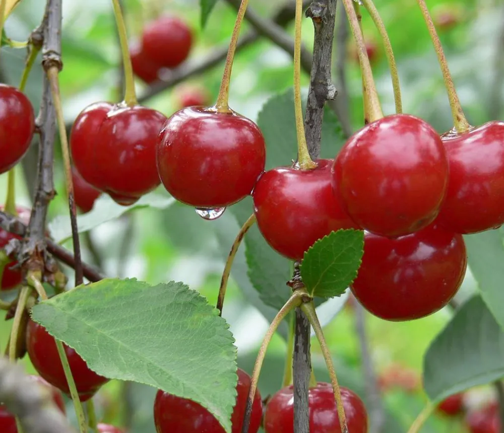 Dehner Obstbäume|Kirschbäume - Sauerkirsche 'Morellenfeuer' Rot