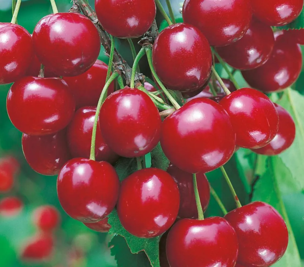 Dehner Obstbäume|Kirschbäume > Sauerkirsche 'Vowi'