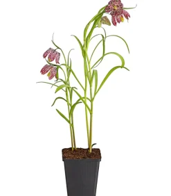Dehner Aqua Teichpflanzen|Teichpflanzen - Schachbrettblume - Kibitzei