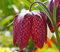 Dehner Aqua Teichpflanzen|Teichpflanzen - Schachbrettblume - Kibitzei