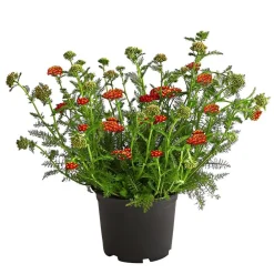 Dehner Schafgarbe, verschiedene Farben New