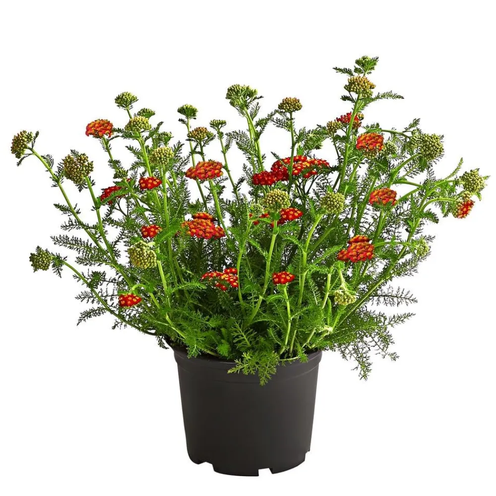 Dehner Schafgarbe, verschiedene Farben New