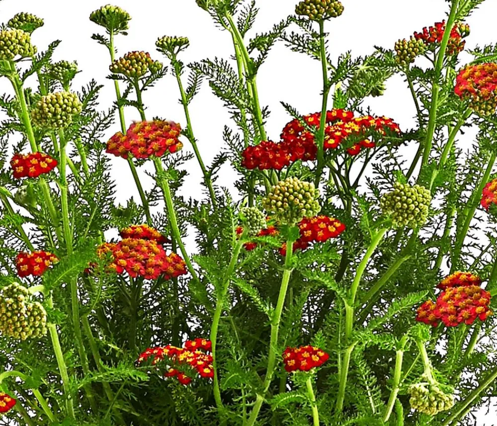 Dehner Schafgarbe, verschiedene Farben New