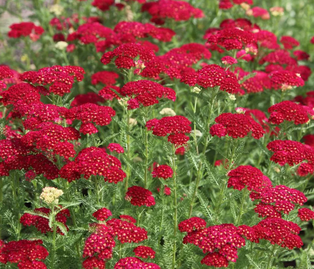 Dehner Schafgarbe, verschiedene Farben New