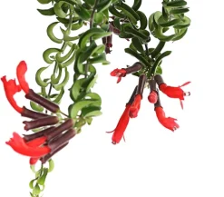 Dehner Hängepflanzen|Grünpflanzen > Schamblume - Aeschynanthus cultivars 'Twister', Ampel