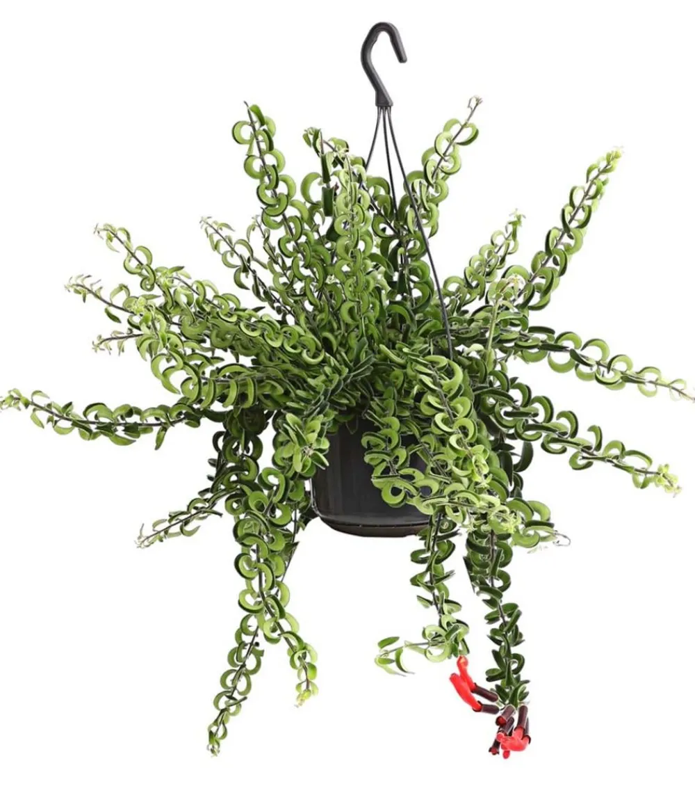 Dehner Hängepflanzen|Grünpflanzen > Schamblume - Aeschynanthus cultivars 'Twister', Ampel