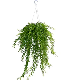 Dehner Hängepflanzen|Grünpflanzen > Schamblume - Aeschynanthus japhrolepis, Ampel