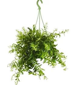 Dehner Hängepflanzen|Grünpflanzen > Schamblume - Aeschynanthus japhrolepis