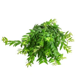 Dehner Hängepflanzen|Grünpflanzen - Schamblume - Aeschynanthus japhrolepis Grün