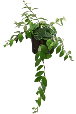 Dehner Hängepflanzen|Hydropflanzen - Schamblume - Aeschynanthus lobbianus, Hydrokultur Grün