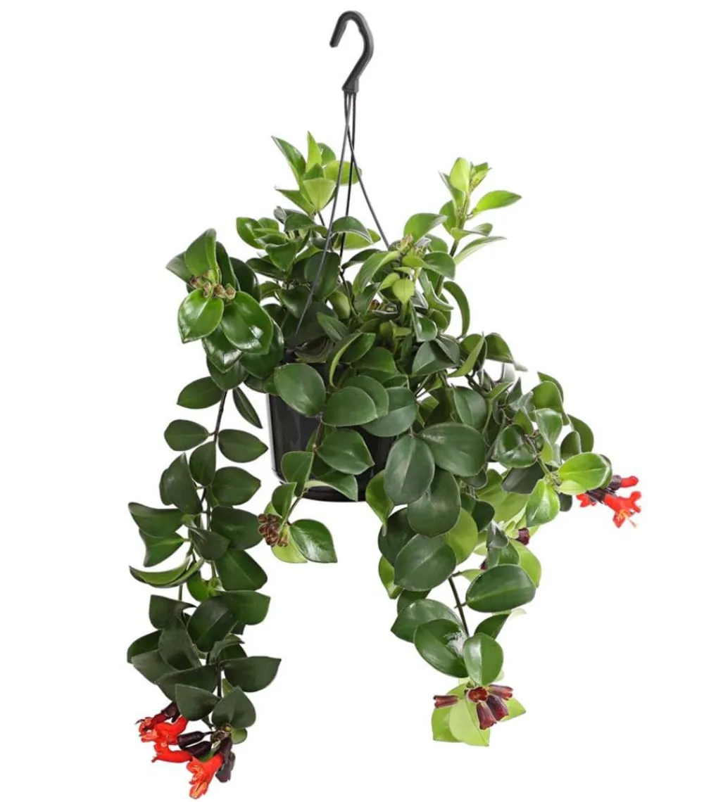 Dehner Hängepflanzen - Schamblume - Aeschynanthus radicans 'Mona Lisa', Ampel