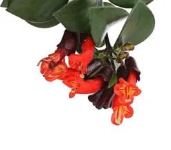 Dehner Hängepflanzen - Schamblume - Aeschynanthus radicans 'Mona Lisa', Ampel