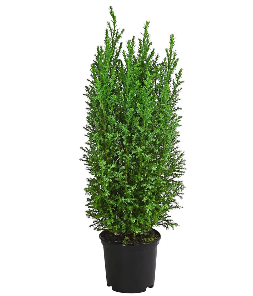 Dehner Scheinzypresse 'Ellwoodii' Sale