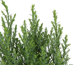 Dehner Scheinzypresse 'Ellwoodii' Sale