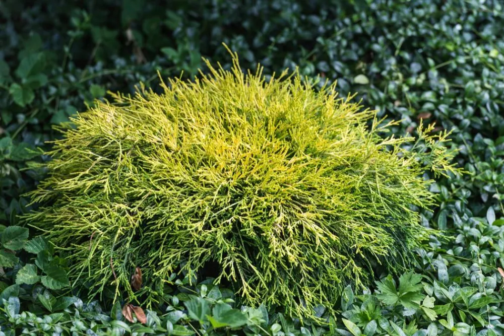 Dehner Grabschmuck & Grabgestaltung|Bodendecker & Efeu > Scheinzypresse 'Filifera Sungold'