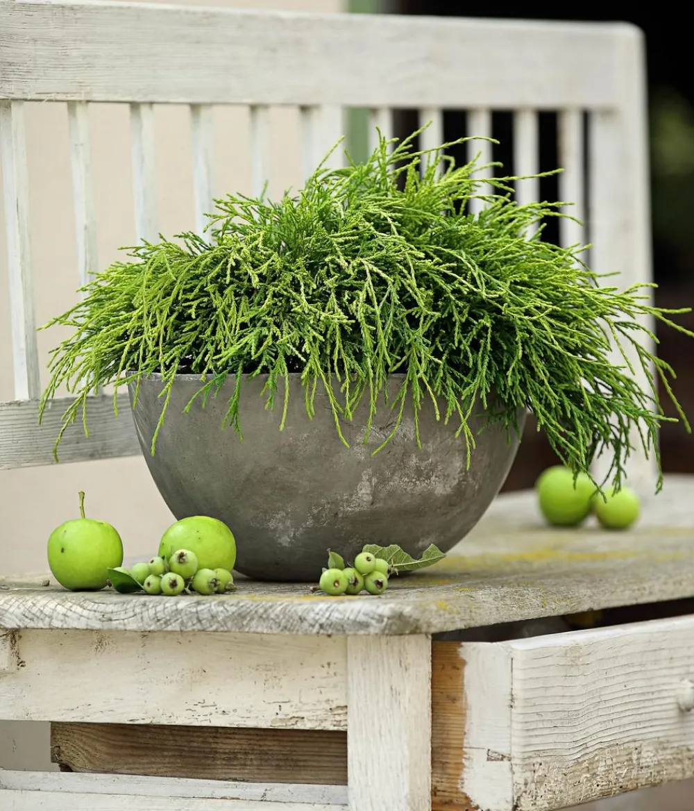 Dehner Grabschmuck & Grabgestaltung|Bodendecker & Efeu > Scheinzypresse 'Filifera Sungold'