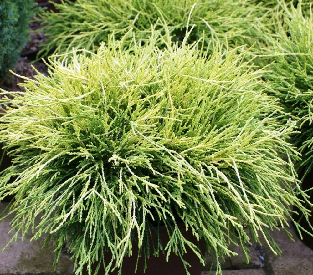 Dehner Scheinzypresse 'Filifera Sungold' Grün New