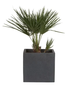 Scheurich Blumentöpfe & Übertöpfe > Kunststoff-Topf C-Cube, quadratisch