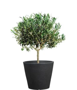 Scheurich Kunststoff-Topf C-Cone, rund Schwarz Discount