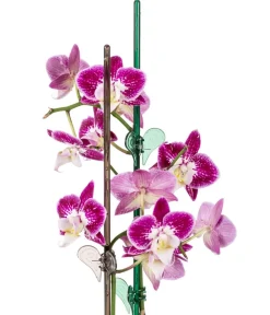 Scheurich Mehr Blumentopfzubehör > Orchideenstab Luce, H58 cm
