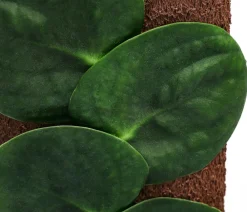 Dehner Raritäten|Grünpflanzen > Schindelkletterpflanze - Rhaphidophora celatocaulis am Kratistestab