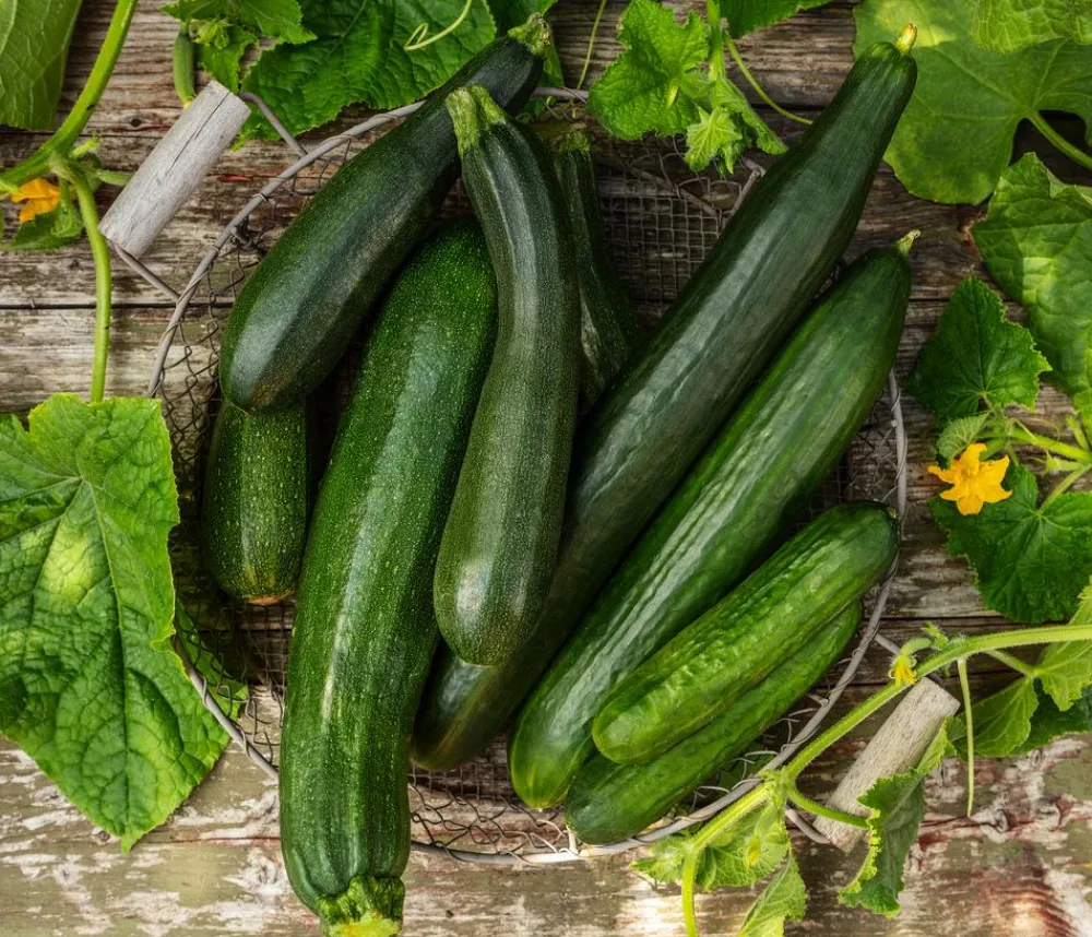 Dehner Schlangengurke Grün Discount