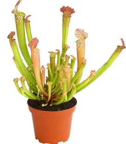 Dehner Markenqualität Schlauchpflanze - Sarracenia Hybride Outlet
