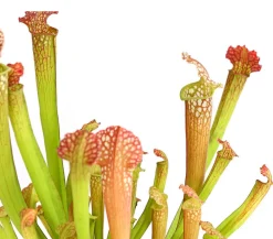 Dehner Markenqualität Schlauchpflanze - Sarracenia Hybride Outlet