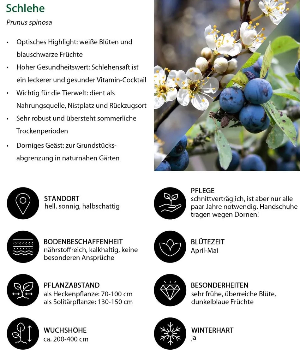 Dehner Natura Premium Schlehe Weiß New