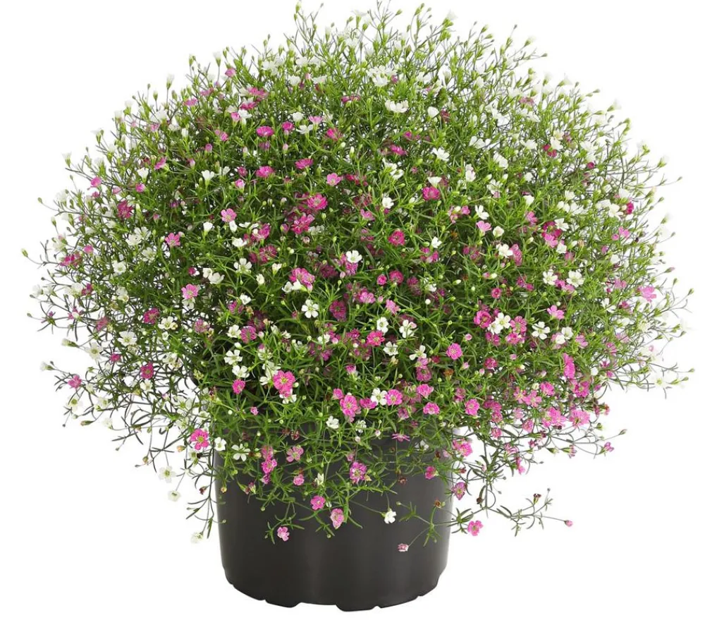 Dehner Sommerblumen > Schleierkraut-Duo