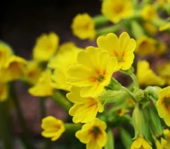 Dehner Schlüsselblume 'Cabrillo' Gelb Discount