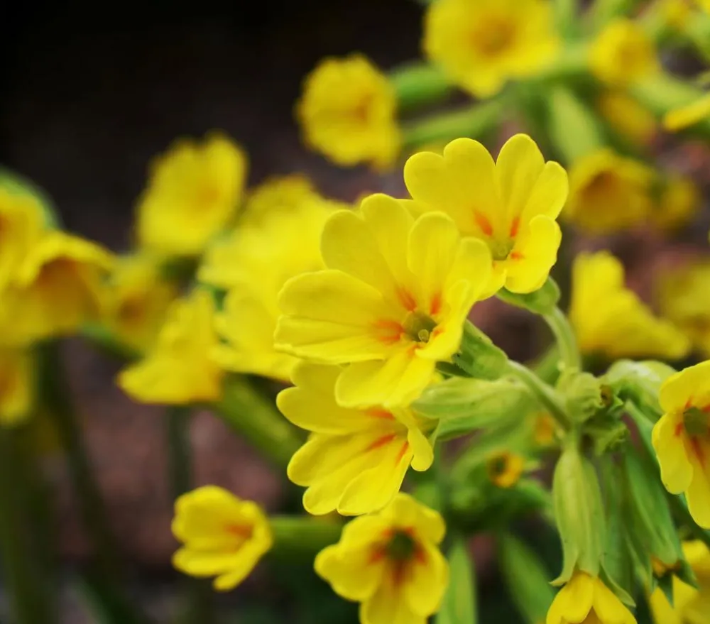 Dehner Schlüsselblume 'Cabrillo' Gelb Discount