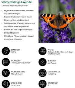 Dehner Lavendel|Gräser- & Stauden-Sets - Schmetterlings-Lavendel 'Royal Blue', 4er-Set Lila