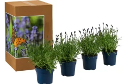 Dehner Lavendel|Gräser- & Stauden-Sets - Schmetterlings-Lavendel 'Royal Blue', 4er-Set Lila