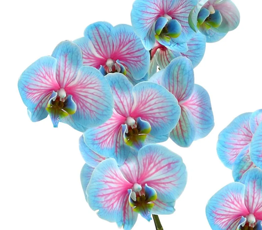 Dehner Orchideen > Schmetterlingsorchidee - Phalaenopsis cultivars 'Blue Wonder'